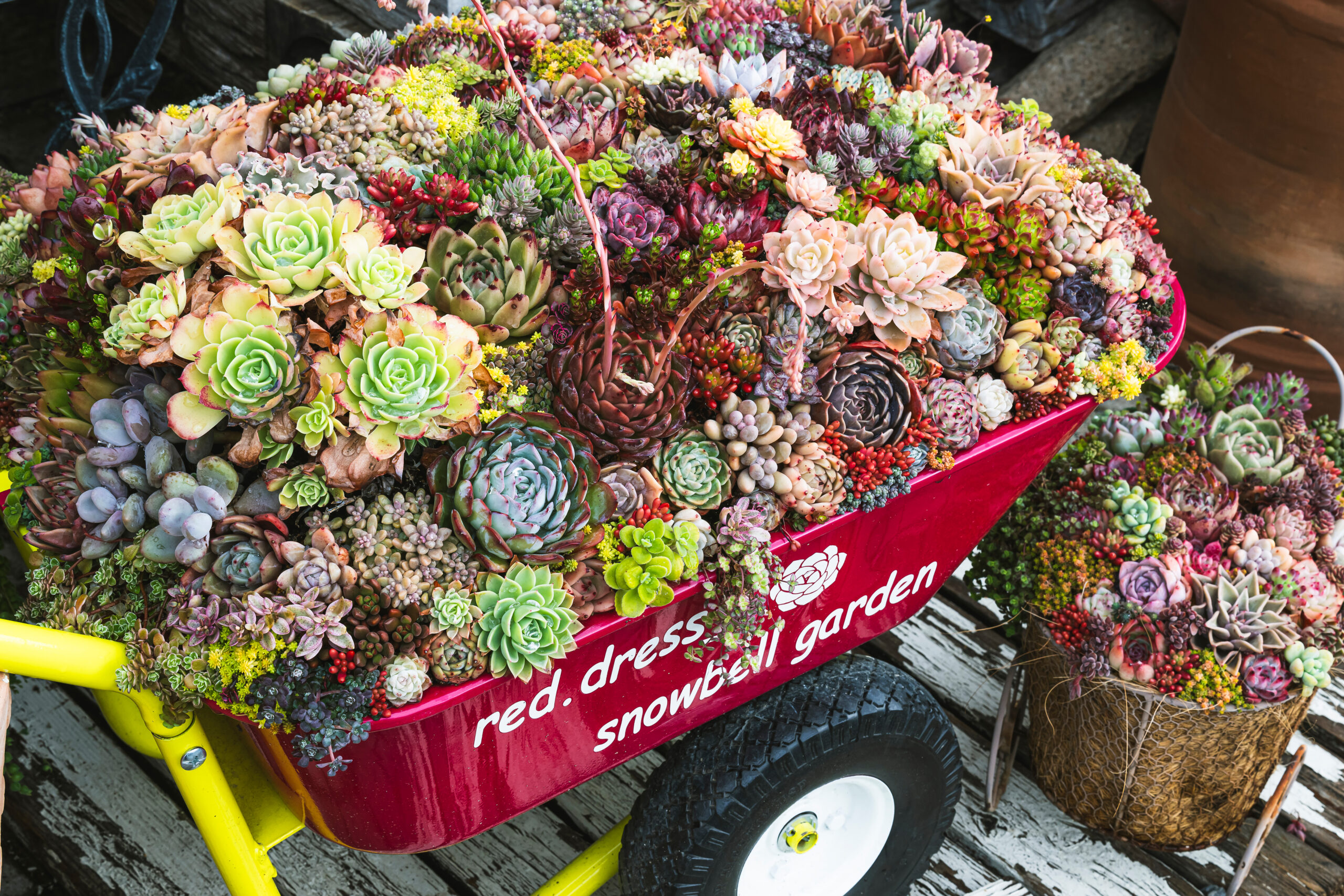 園芸屋たなかの多肉植物 | ワンダフルコウベweb