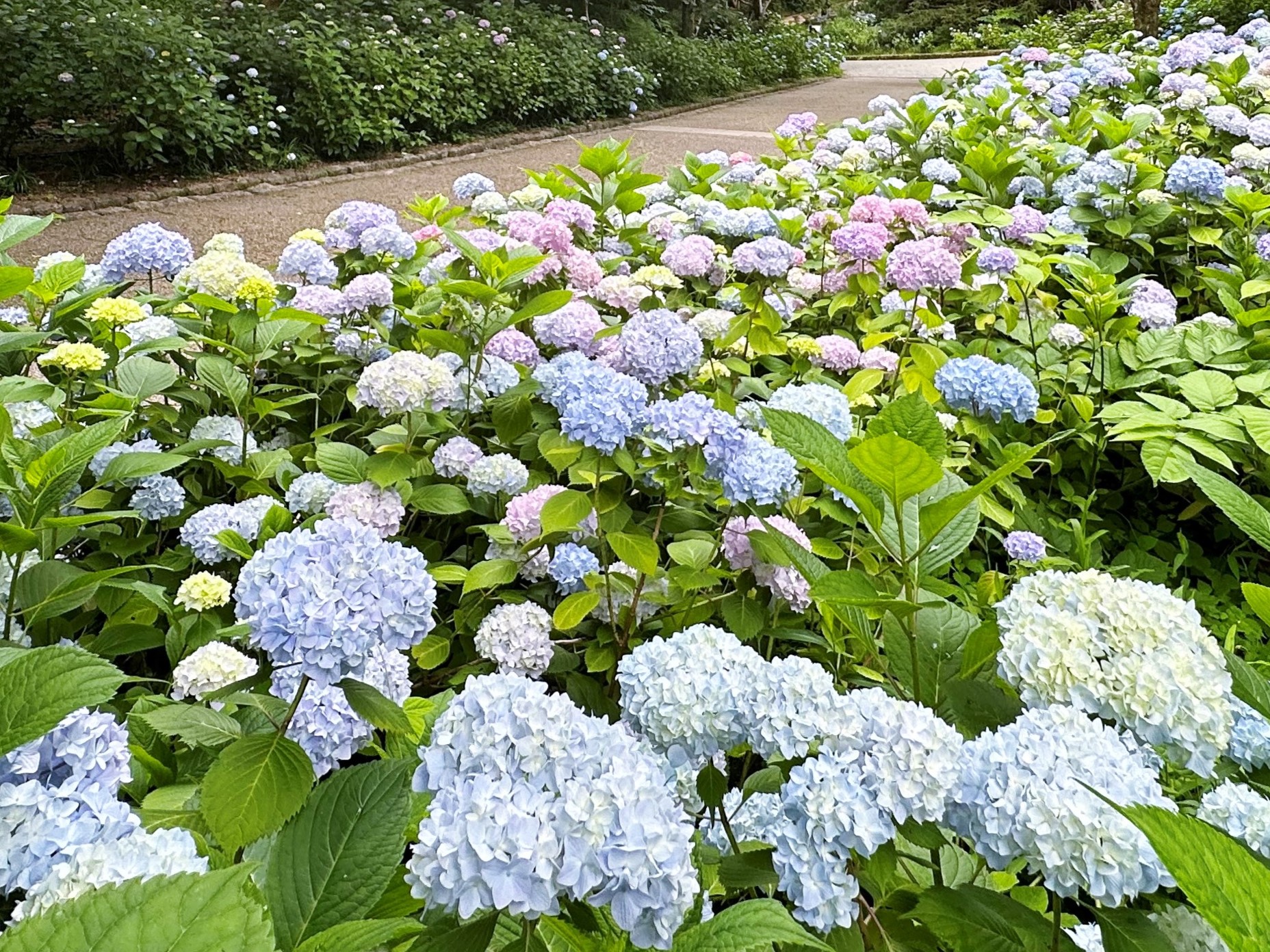 雨の季節を彩るアジサイを見に出かけよう | アジサイをめでる