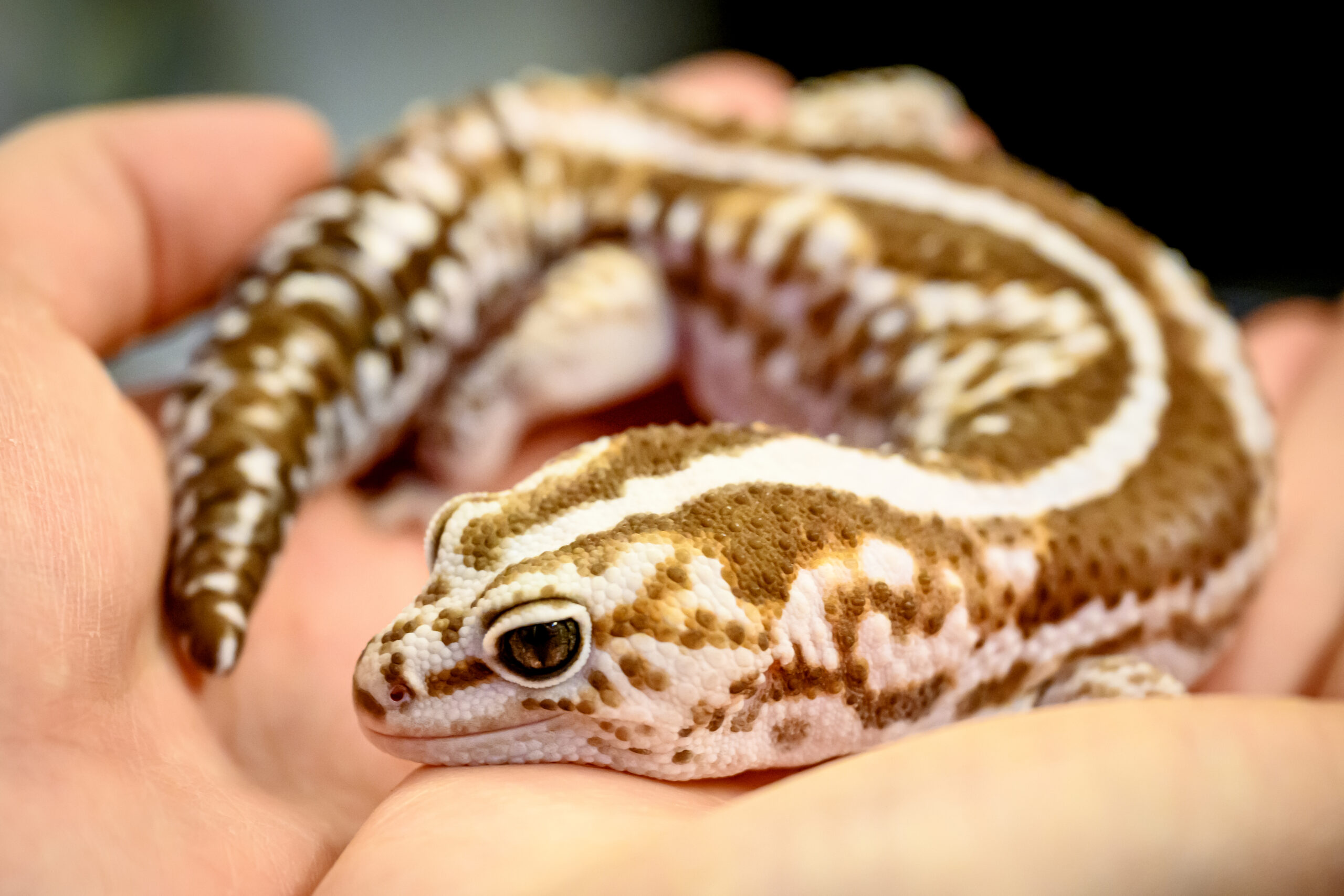 Z92_3286-scaled.jpg
