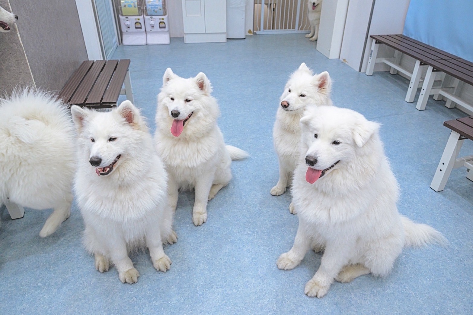 いとしの1種が迎える動物カフェ2店 | 動物カフェで癒やしの触れ合い
